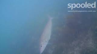 Underwater King George whiting bite