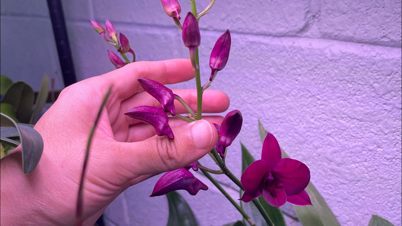 Mis Orquideas apunto de florecer!!! 🥰💐