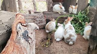 Rabbit family is eating crayfish🐇🌳🌳🌳