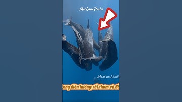 Các Loại Cá Voi Kỳ Lạ Chắc Chắn Bạn Chưa Biết P38 #shorts