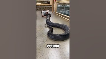 Top Three Snakes With the Longest Lifespans🐍😨