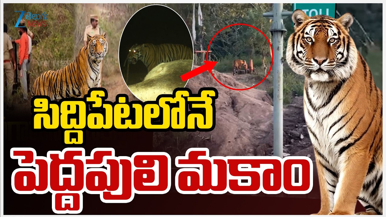 LIVE: Tiger Hulchal At Siddipet | Telangana | సిద్దిపేటలోనే పెద్దపులి మకాం | ZEE News