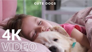 4k Cute Dogs & Puppies Human Friendly #4k by Cute animal things 94 views 2 years ago 2 minutes, 21 seconds