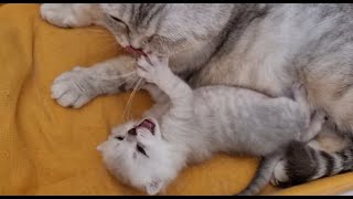 Kitten cleaning service 🙂 Mom cat will never leave her kitten dirty