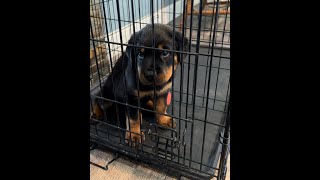 Crate training a puppy