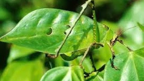 Advanced Persistent Threats (APT) -Part 4