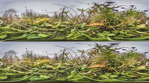 3D 8k 360 #AntView macro.   #BugView #AntVR360