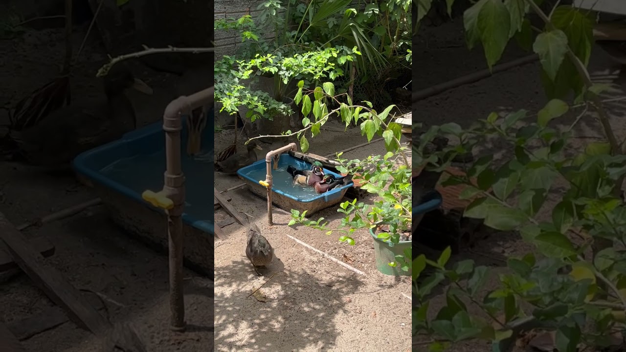 Refrescadinha do calorão!! 