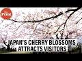 Japan attracts visitors in Cherry Blossom