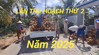 Thu hoạch lần 2 năm 2025