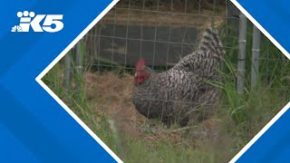 Pierce County animal sanctuary says cockfighting roosters set for rescue were shot to death