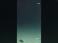 New video shows Titan submersible wreck on ocean floor