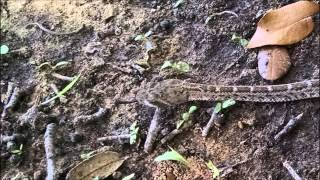 Jack Found a Baby Rattlesnake