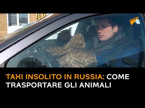 Video: Come Trasportare Gli Animali