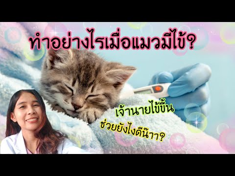 วีดีโอ: วิธีระบุสาเหตุของอาการท้องอืดในแมว