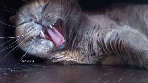 Video from VirtualDub edit/text tutorial.