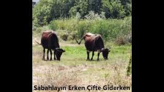 Sabahlayın Erken Çifte Giderken - Ahmed Tütüncüev (Ахмед Тютюнджиев) Resimi