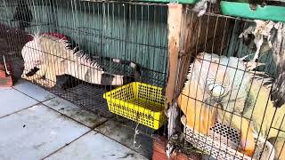 Tắm cho Iguana Rồng Nam Mỹ #iguana #animals