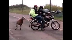 Как Бараны и Козлы ★ Нападают на людей ► Collection of jokes