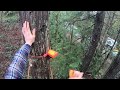 WHEN TREES FIGHT BACK! Dangerous Tree climbing accident!
