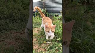 Out of sight doesn’t mean gone for a cat.#CatBehavior#CatPsychology#CatFacts#CatInstinct