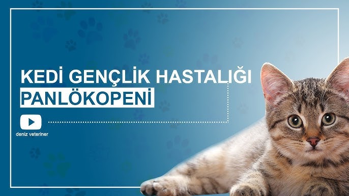 kedi genclik hastaligi panlokopeni denizvet youtube