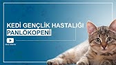 Distemper Genclik Hastaligi Nasil Tedavi Edilir Youtube
