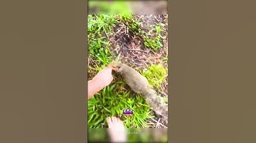 Chú Sóc Trả Ơn Cô Gái Đã Cứu Mạng