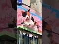 Le Chat de Shinjuku célèbre la saison des Sakura à Tokyo 🌸 #Japon #sakura