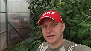 Отличный сладкий ТОМАТ. Японский трюфель.