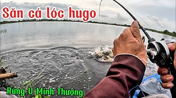 Câu cá lóc rừng U Minh Thượng (tập 183) @huukhuynhkiengiang