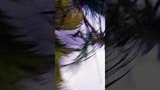 beutiful video #cover #music #aurora #folklore
