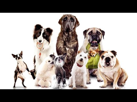 Видео: Какие породы есть у вашей собаки - генетическое тестирование собак смешанных пород