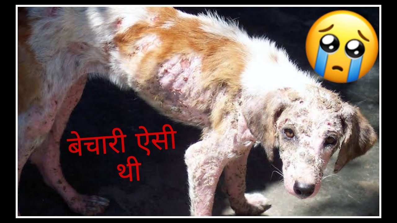 animal rescue | animal help | animal help advocate | animals | animal