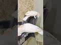 Moluccan cockatoo hand tamed pair