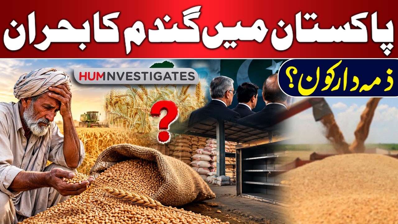Wheat Crisis in Pakistan | Who Is Responsible? | HUM Investigates
