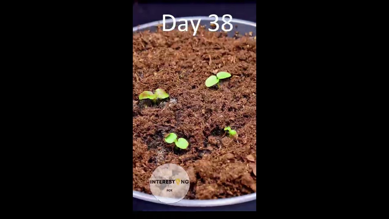 Growing KIWI From Seeds AMAZING Time Lapse