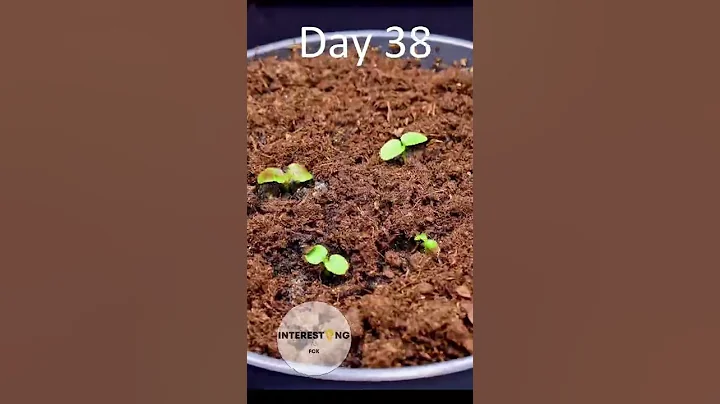 Growing KIWI from seeds!🥝🌱AMAZING Time Lapse - DayDayNews