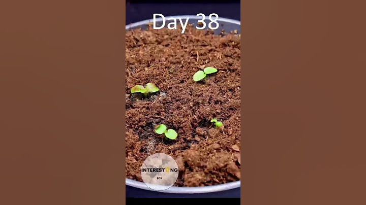 Growing KIWI from seeds!🥝🌱AMAZING Time Lapse