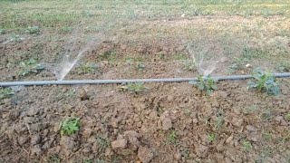 DIY sprinkler system from PVC pipes and screws