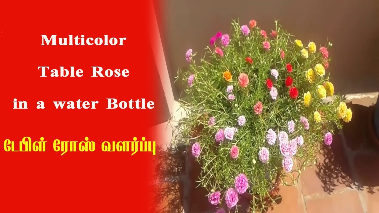 Multicolor Table Rose in a water Bottle 🌹 டேபிள் ரோஸ் வளர்ப்பு