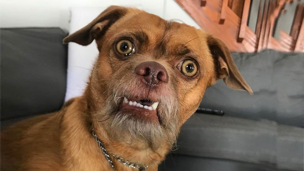 Funny DOGS Videos that Will 100 Make You Laugh 😂 FUNNY Animal Videos