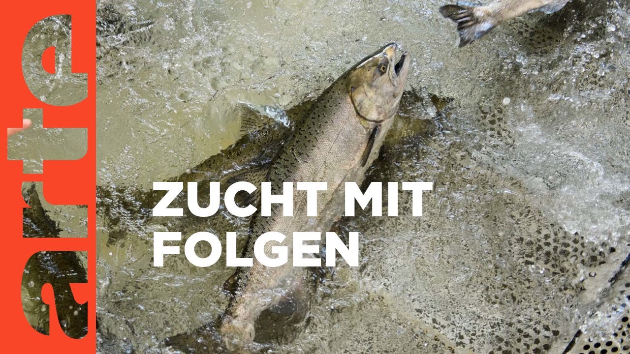 Undercover-Video von Lachs-Farm zeigt schockierenden Zustand der Fische