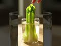 3 Vegetables You Can Grow Only in Water