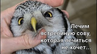 Ястребиная сова с 'зоопарком' из паразитов на теле и внутри. Декабрьский гость из Петрозаводска.