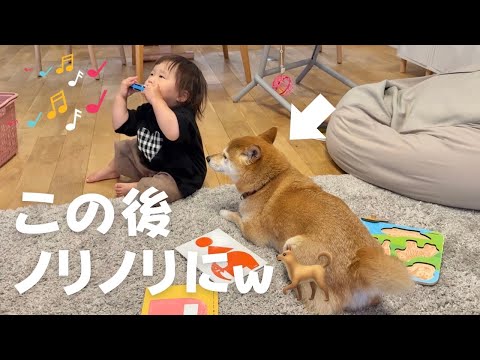 Shiba Inu Ringoro - YouTube