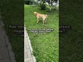 Корм с индейкой 263831566 единственный который подошёл Боне без поноса и аллергии Корм с индейкой 263831566 единственный который подошёл Боне без поноса и аллергии