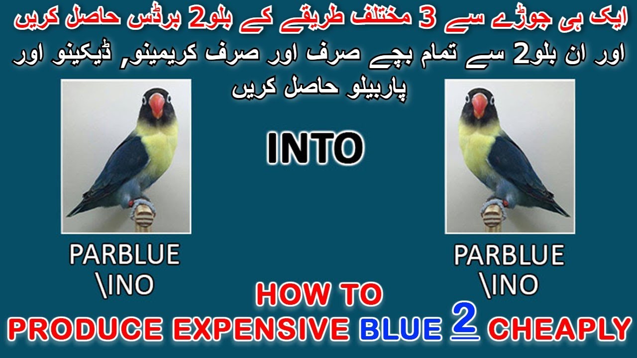 ایک جوڑے سے تین "بلو2" برڈس حاصل کریں وہ بھی 24 ہزار میں HOW TO