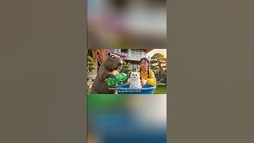 Capybara cùng Chị Rumi giúp bà tắm mèo và cái kết #capybara #rumi