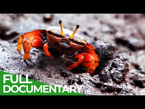 China Wild | Episode 4: The Wetlands | Free Documentary Nature